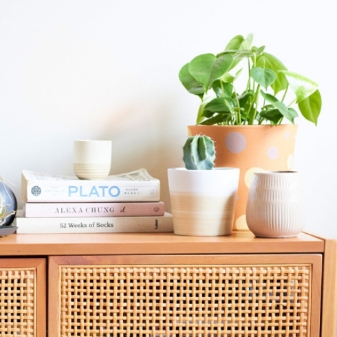 Two potted plants on a cabinet