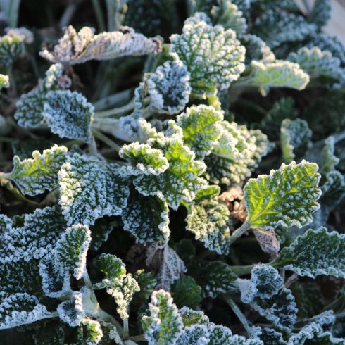 Frosty plant