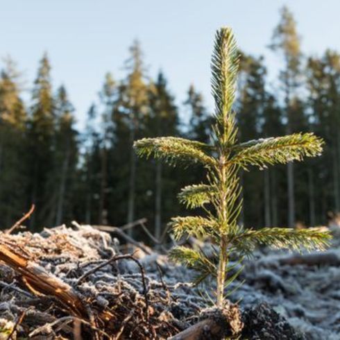 Newly Planted Evergreens in frost and winter