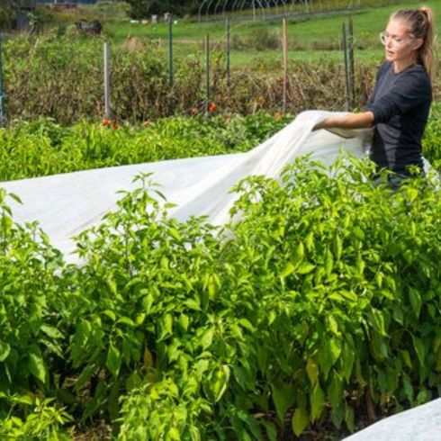 Person uncovering plants in field