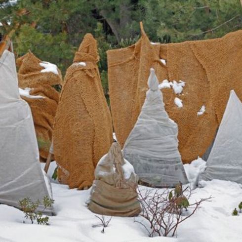 Plants and trees covered in material for winter protection