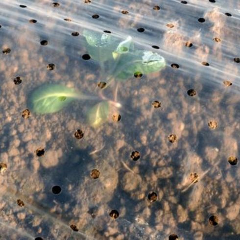 Plant covered in plastic