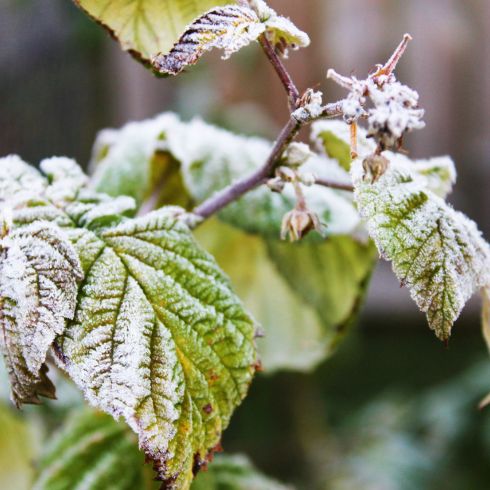 Branch of green leaves covered in frost