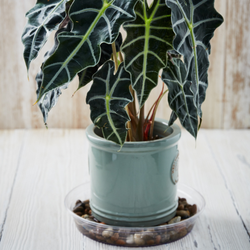 a potted plant in a tray of pebbles