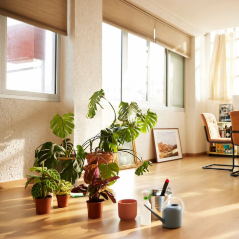 plants moved away from windows to the centre of the room