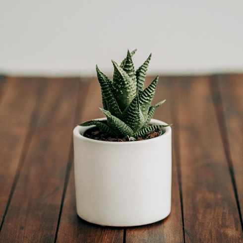 A small succulent in a white pot