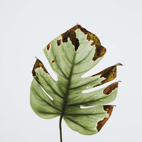 Large plant leaf that looks very dry and crispy on the ends