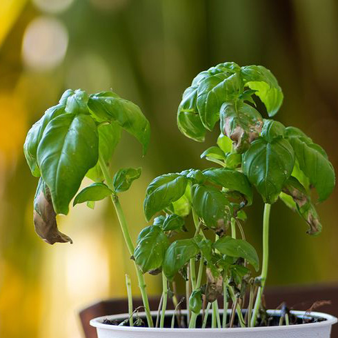 Potted basil plant with browning leaves