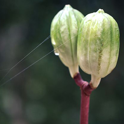 Closeup of a plant with tiny brownish spots on it.