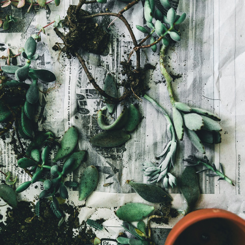 A gardener repotting a plant on a white table