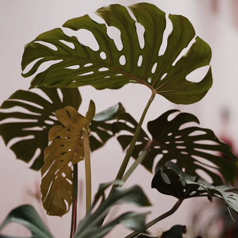 Large plant with wilted leaves