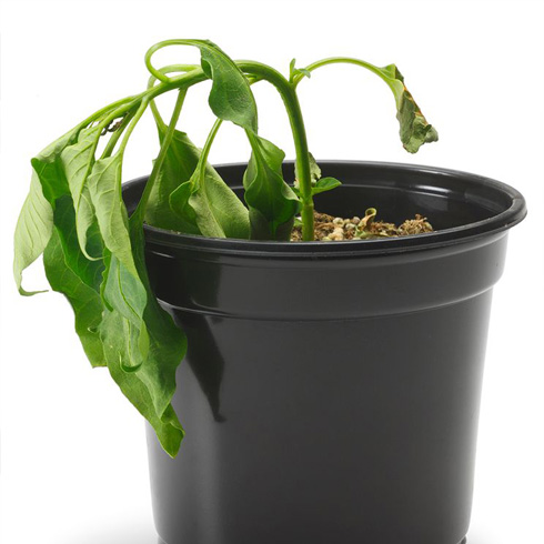 Potted plant with wilted leaves on white background