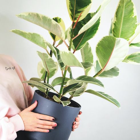 A shot of a houseplant in a blue planter