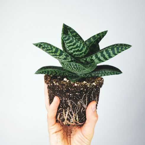 Person holding succlent in soil