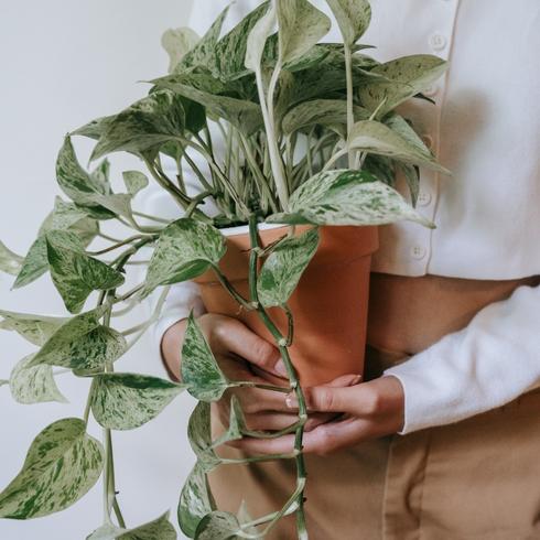 Person holding plant in terracotta pot