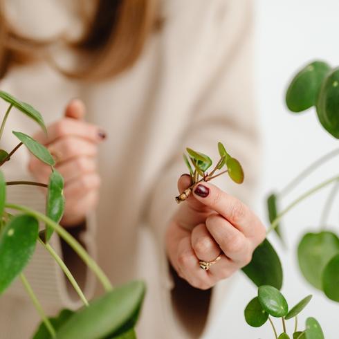 Looking at a dying house plant