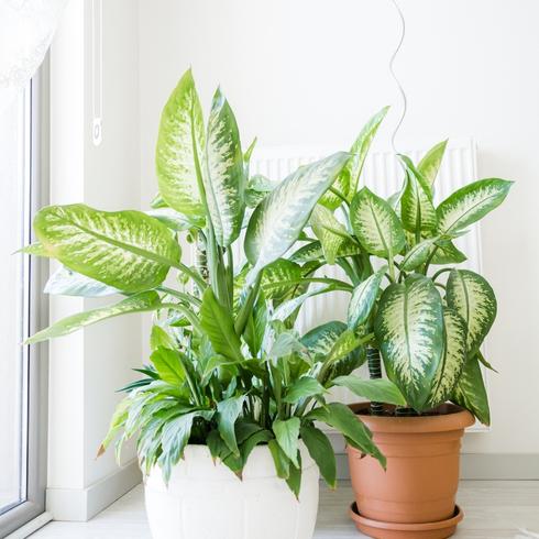 Plants by a windowsill