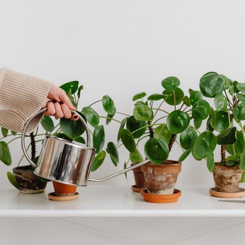 Young woman at home watering plant