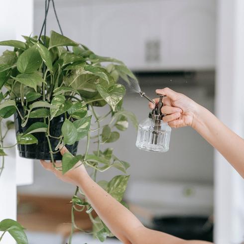 Person squirting water on their plant