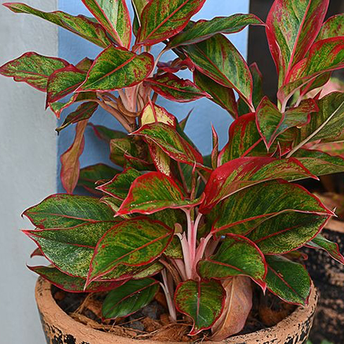 Chinese Evergreens (Anglaonema)