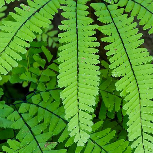 Maidenhair Fern (Adiantum)