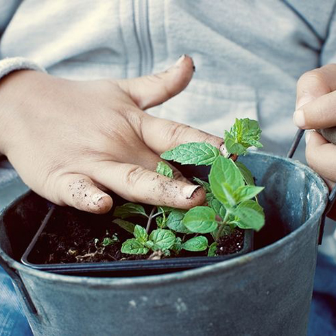 Mint (Mentha)