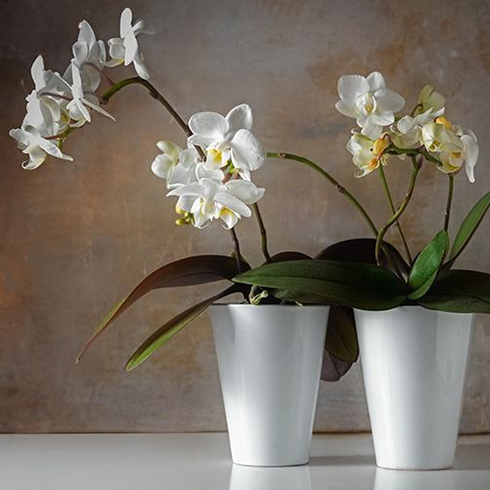 Moth Orchid (Phalaenopsis)