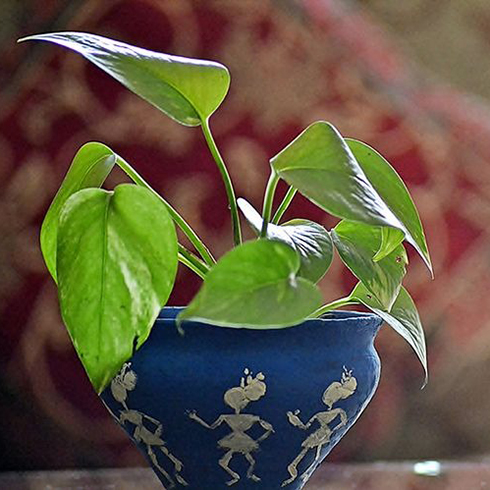 Pothos (Epipremnum Aureum)