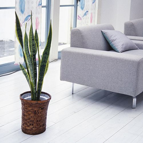 Snake Plant (Sansevieria Trifasciata)