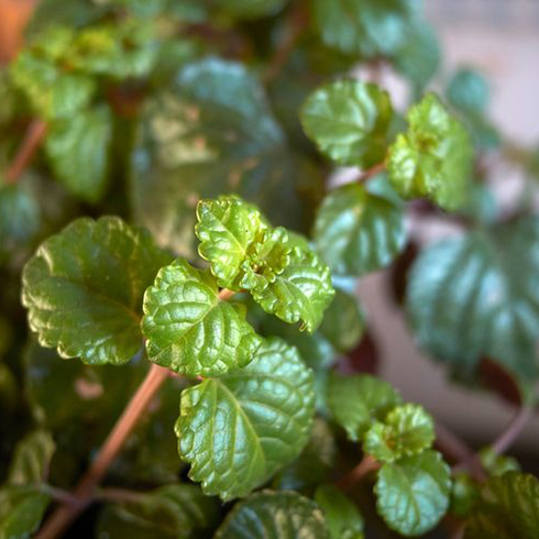 Plectranthus verticillatus close up