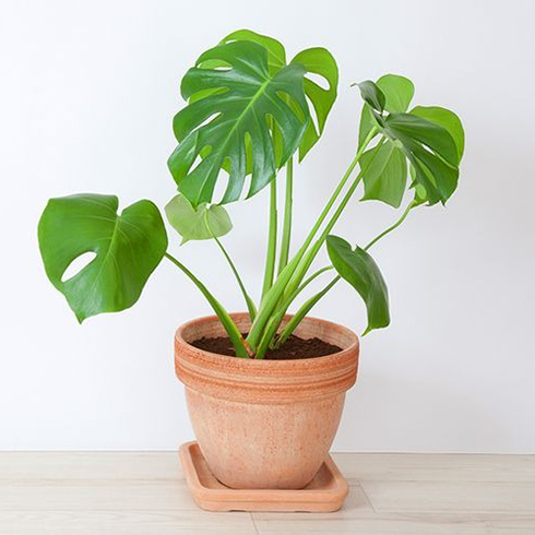 Swiss Cheese Plant (Monstera Deliciosa)