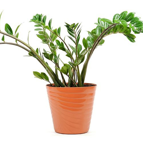 ZZ Plant (Zamioculcas Zamiifolia)