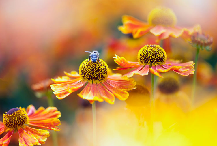 10 Gorgeous Pollinator-Friendly Flowers for Your Garden