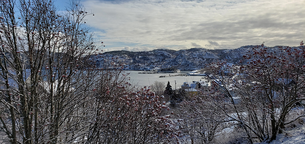 Brigus Bay in Winter