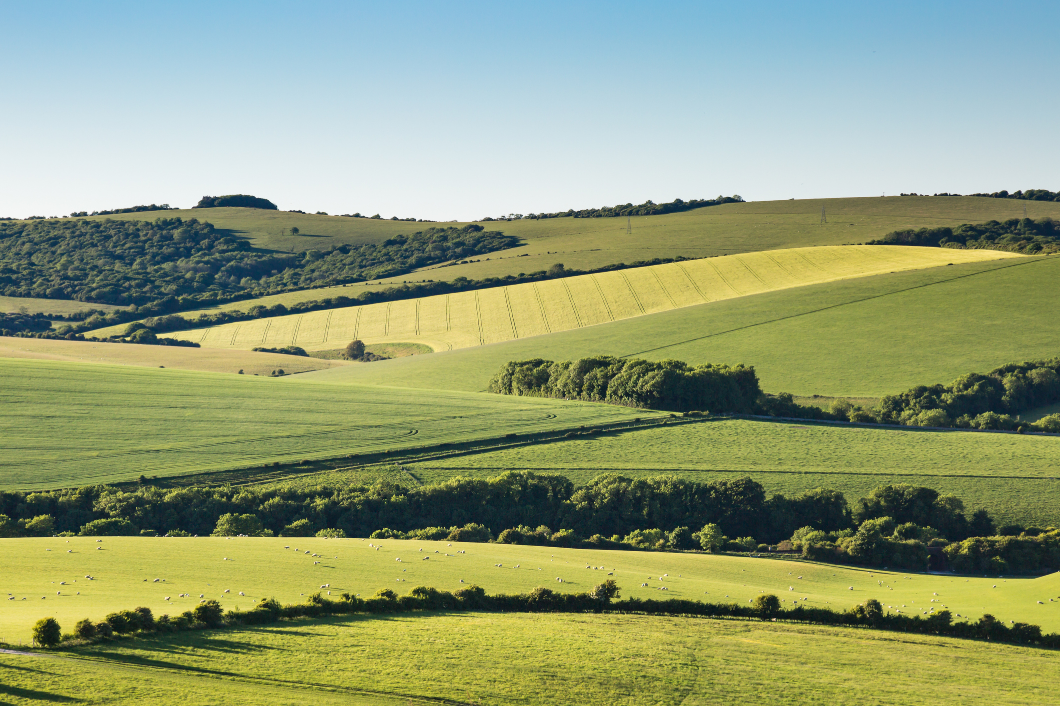 Scenic View Of Agricultural Field Against Clear Sky