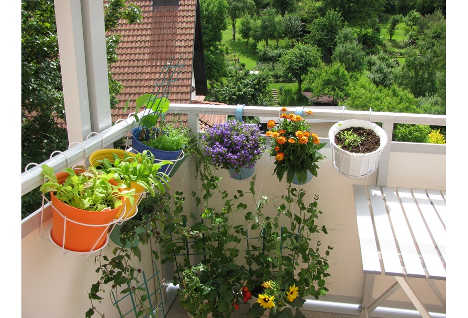 Potted plants hanging from an apartment balcony