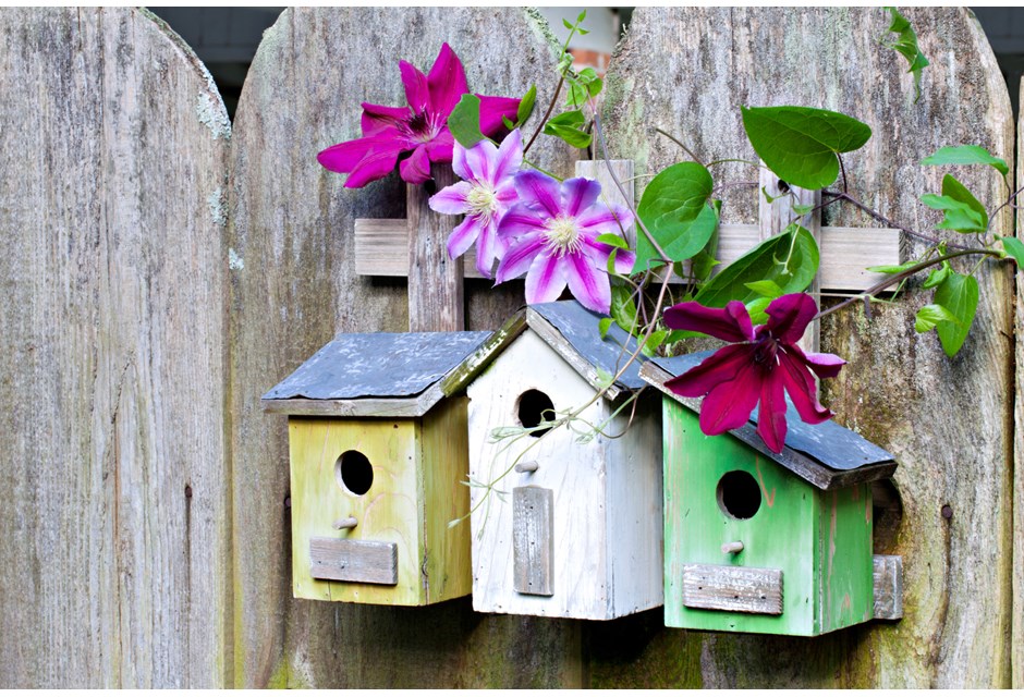 Colourful backyard bird feeders