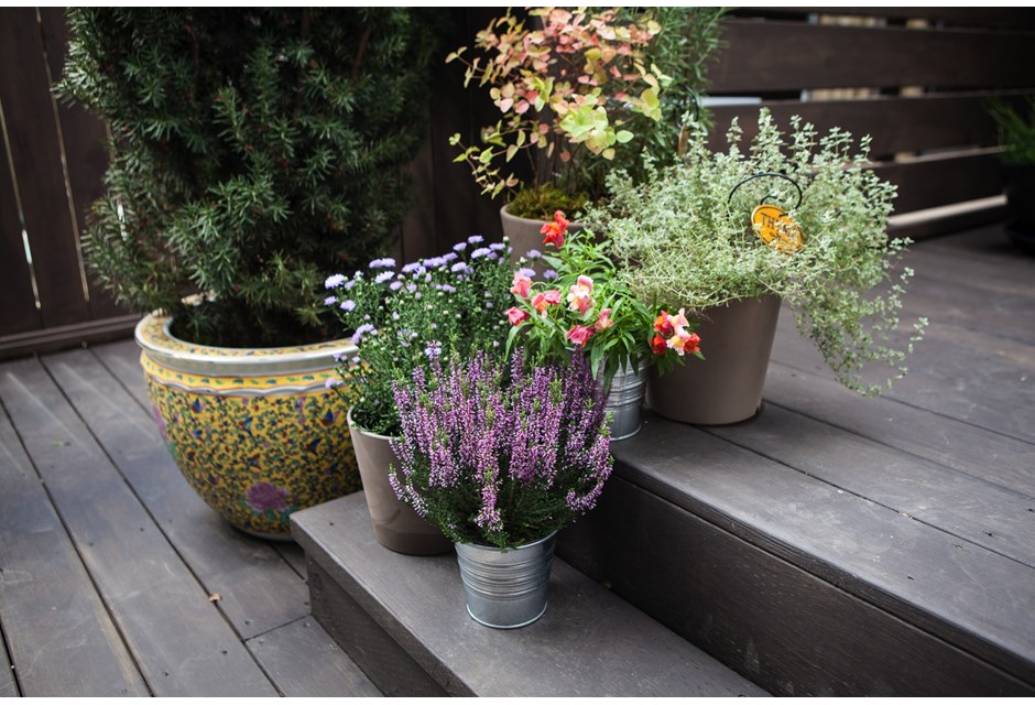 A variety of backyard plants and flowers