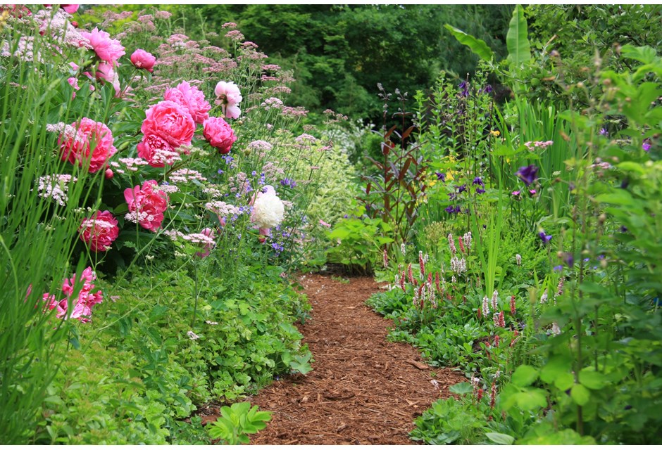 A natural first path going through a rose garden