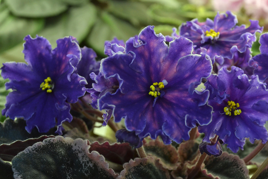 African Violet