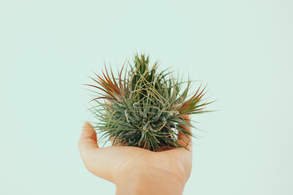 Air Plant (Tillandsia spp.)