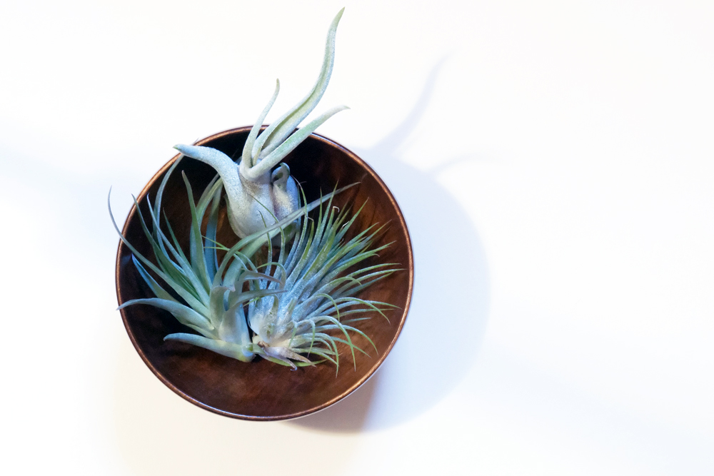 air plants resting in a container