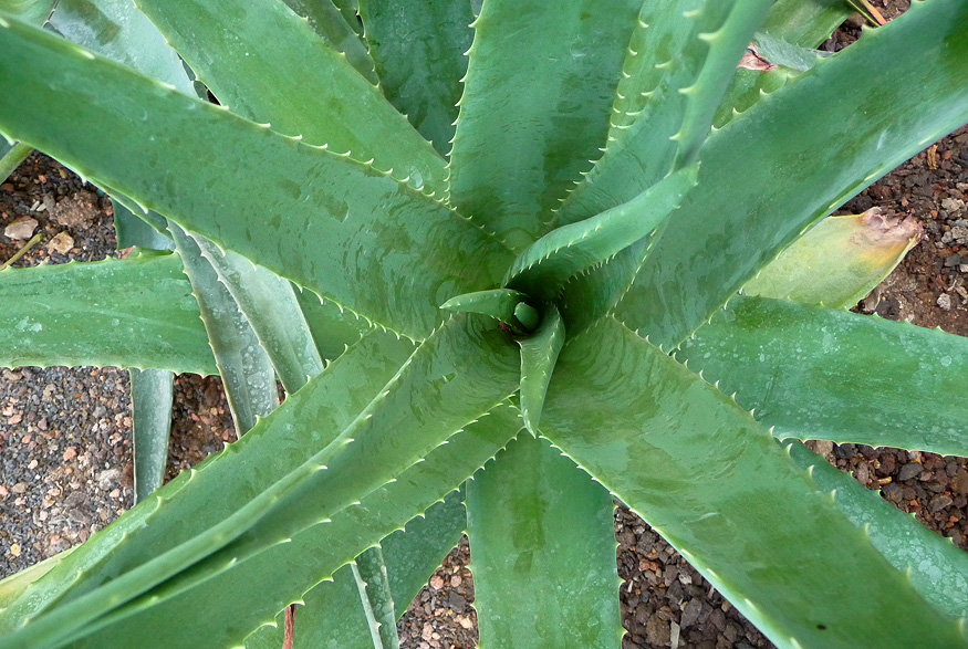 Aloe Vera