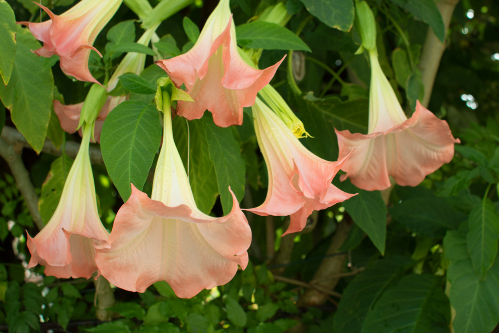 Angel’s Trumpet