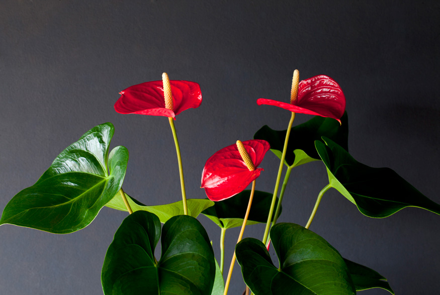 Anthurium (Anthurium andraeanum)