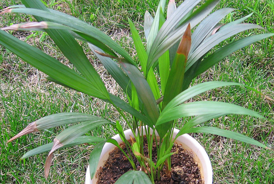 Areca Palm