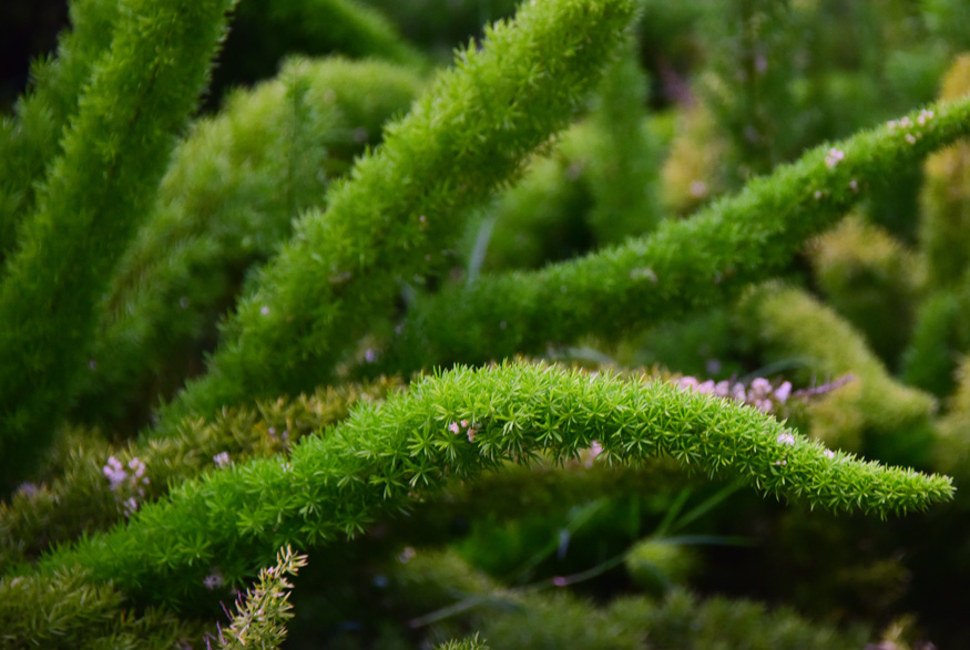 Asparagus Fern (Asparagus setaceus)