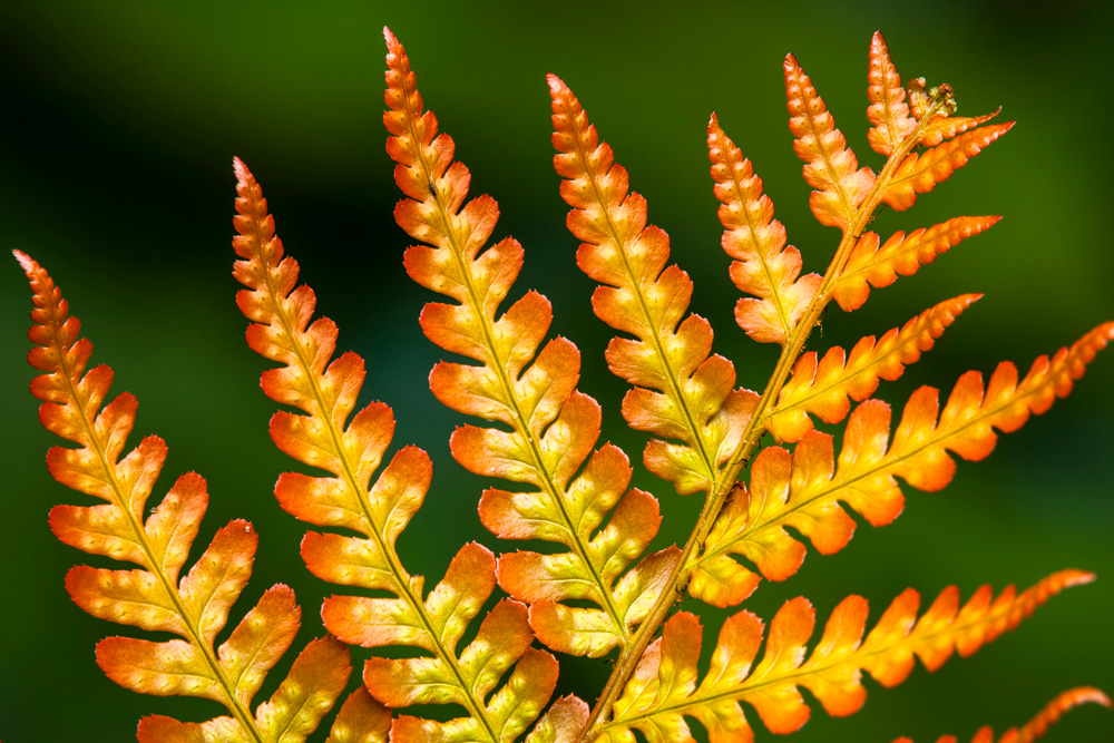 Autumn Fern (Dryopteris erythrosora)