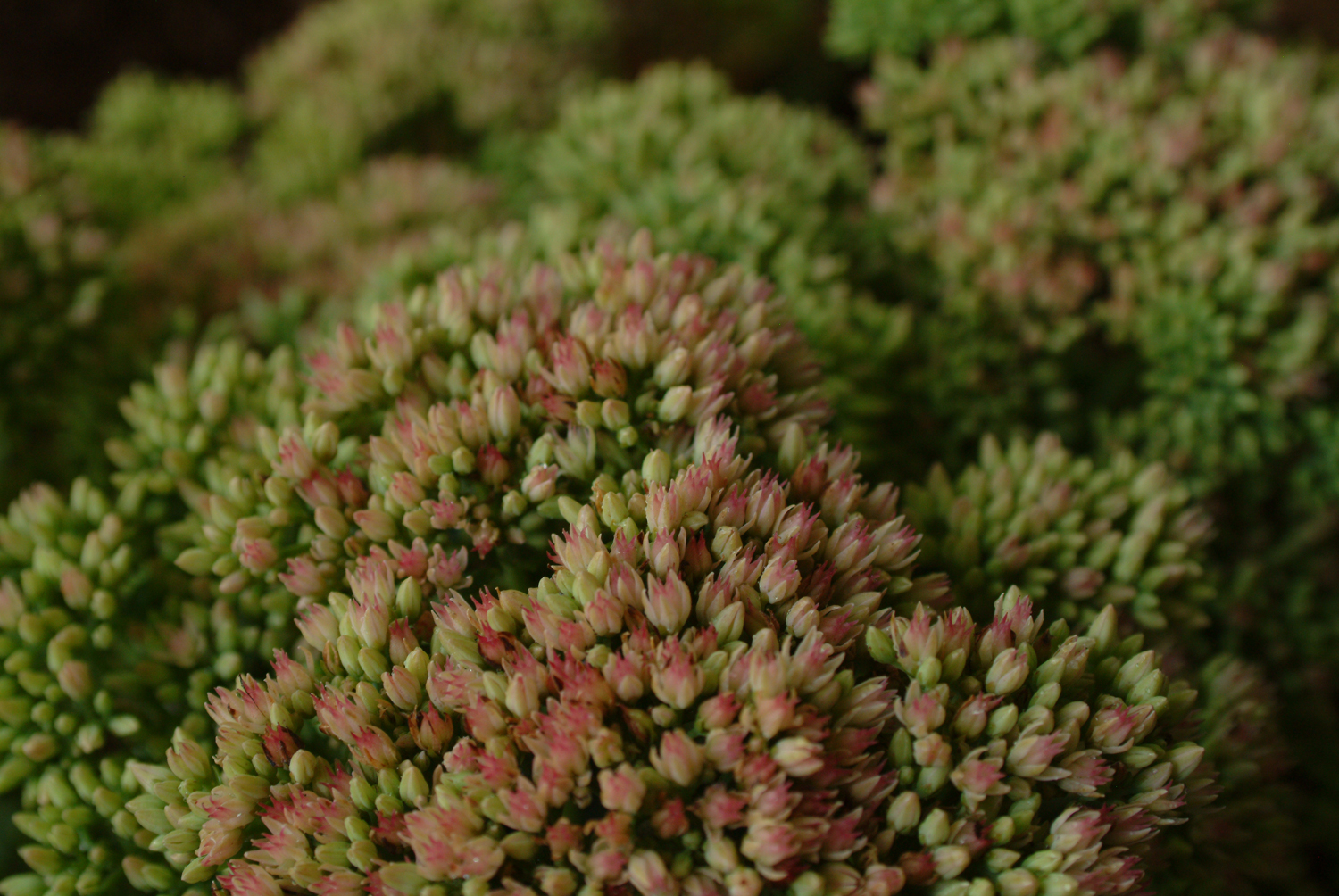 Autumn Joy Sedum