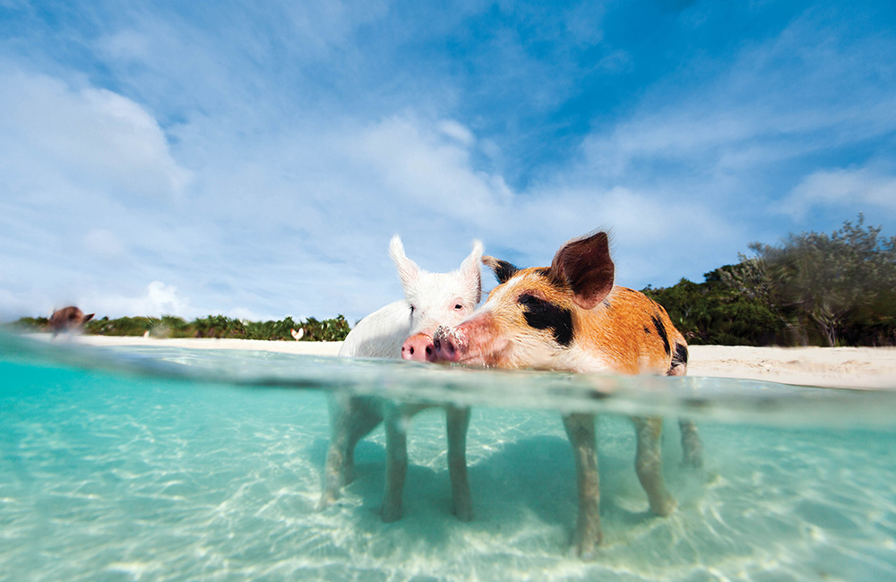 Pigs of Exuma